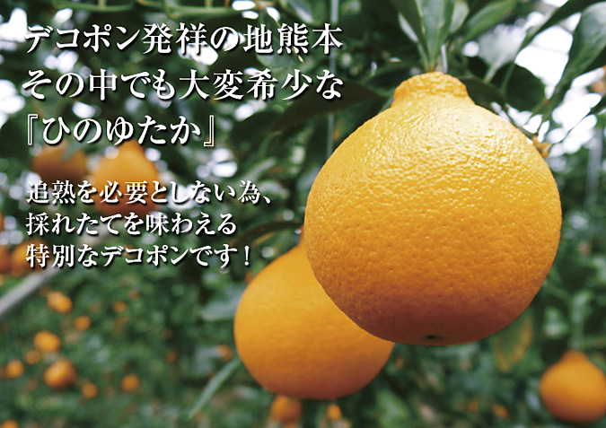 大人気の２大柑橘類（デコポン+せとか）をセットにして“プレミアムオレンジ”販売開始!!_a0254656_1984812.jpg