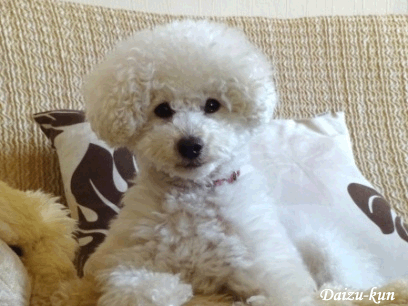e0141159_18482234.gif