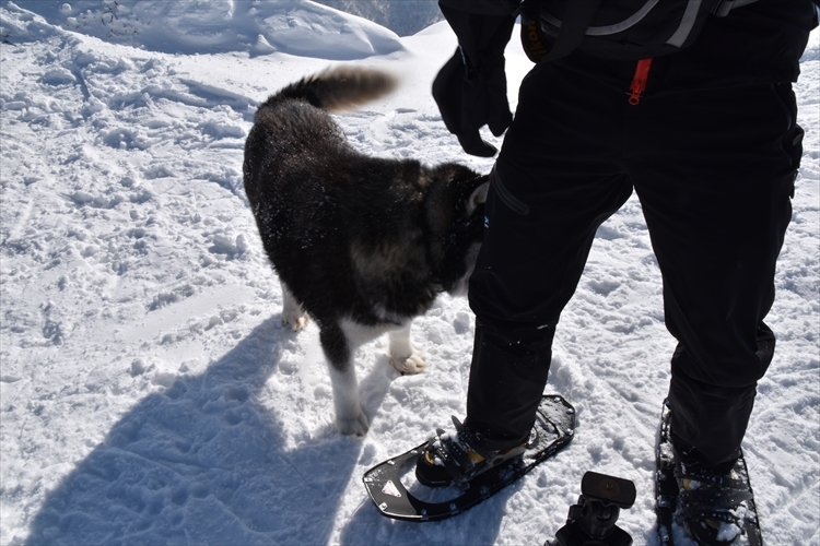 樹氷が綺麗な、徳舜瞥山！_b0281366_11212254.jpg