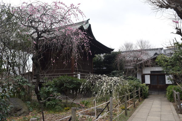 東京散策　～湯島天神・上野編_f0341967_16262200.jpg