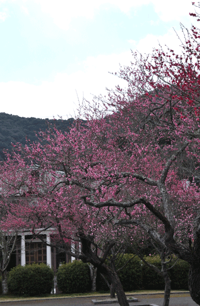 e0064375_1604733.gif
