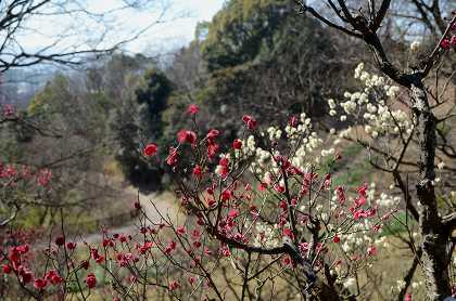 錦織公園　梅園_c0229483_17431219.jpg