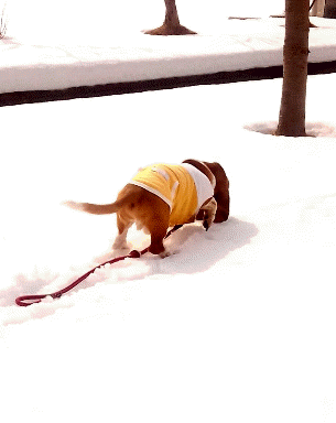 f0205887_1854146.gif