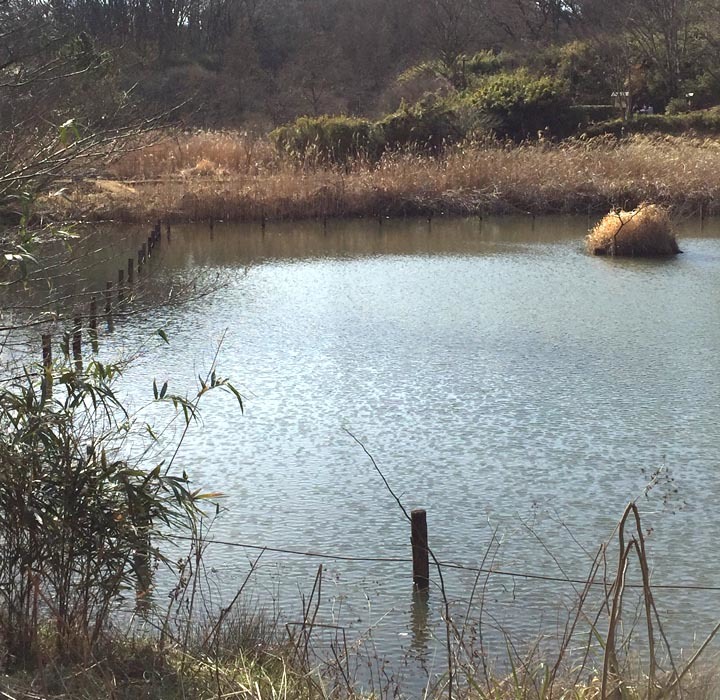 舞岡公園 _f0253789_20135246.jpg