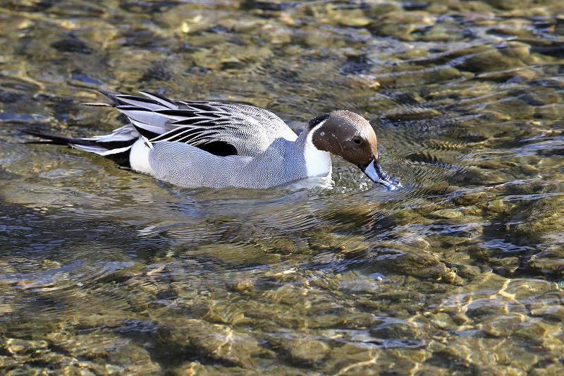 水底から採食中：オナガガモ_a0206701_21355884.jpg