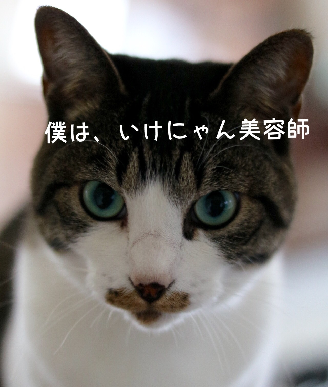 カリスマいけにゃん美容師登場 ゆきなそう 猫とガーデニングの日記 カリスマいけにゃん美容師登場 ゆきなそう 猫とガーデニングの日記