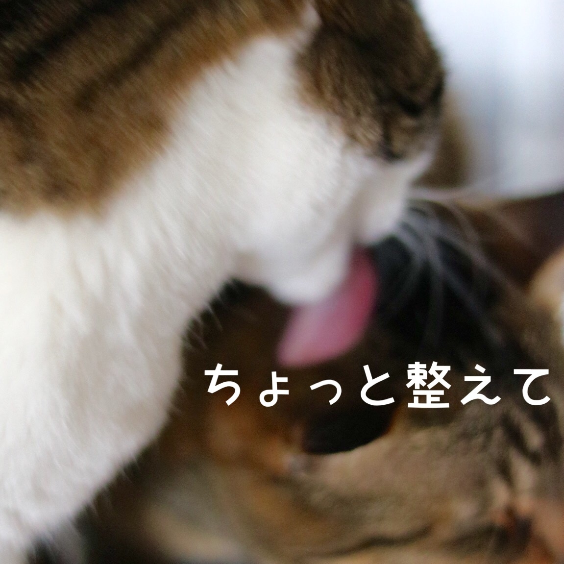 カリスマいけにゃん美容師登場 ゆきなそう 猫とガーデニングの日記 カリスマいけにゃん美容師登場 ゆきなそう 猫とガーデニングの日記