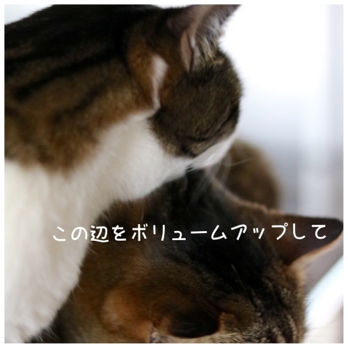 カリスマいけにゃん美容師登場 ゆきなそう 猫とガーデニングの日記