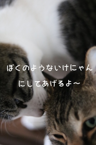 カリスマいけにゃん美容師登場 ゆきなそう 猫とガーデニングの日記