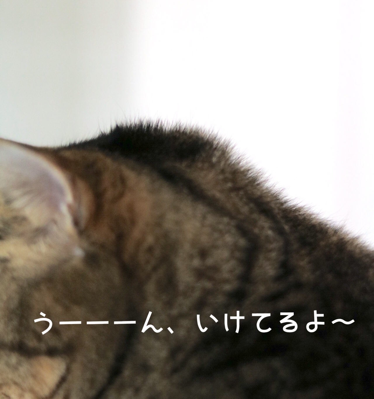 カリスマいけにゃん美容師登場 ゆきなそう 猫とガーデニングの日記 カリスマいけにゃん美容師登場 ゆきなそう 猫とガーデニングの日記