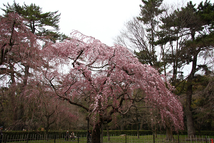 そうだ 京都、行こう。 －2016年桜 京都御所・京都御苑（前編）－ _b0169330_013459.jpg