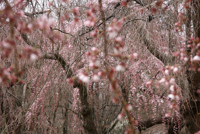 そうだ 京都、行こう。 －2016年桜 京都御所・京都御苑（前編）－ _b0169330_015364.jpg