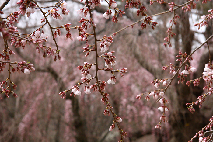 そうだ 京都、行こう。 －2016年桜 京都御所・京都御苑（前編）－ _b0169330_015727.jpg