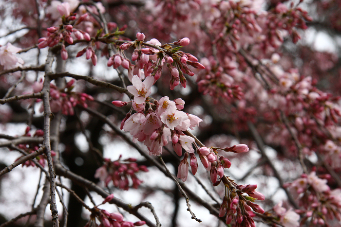 そうだ 京都、行こう。 －2016年桜 京都御所・京都御苑（前編）－ _b0169330_021322.jpg