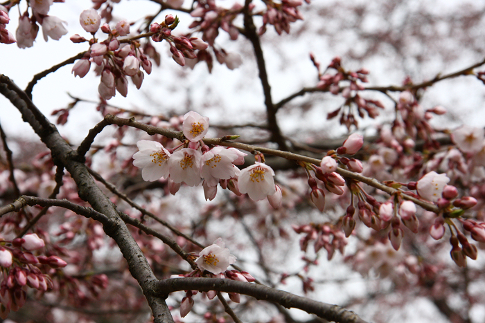 そうだ 京都、行こう。 －2016年桜 京都御所・京都御苑（前編）－ _b0169330_02209.jpg