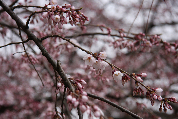 そうだ 京都、行こう。 －2016年桜 京都御所・京都御苑（前編）－ _b0169330_022756.jpg