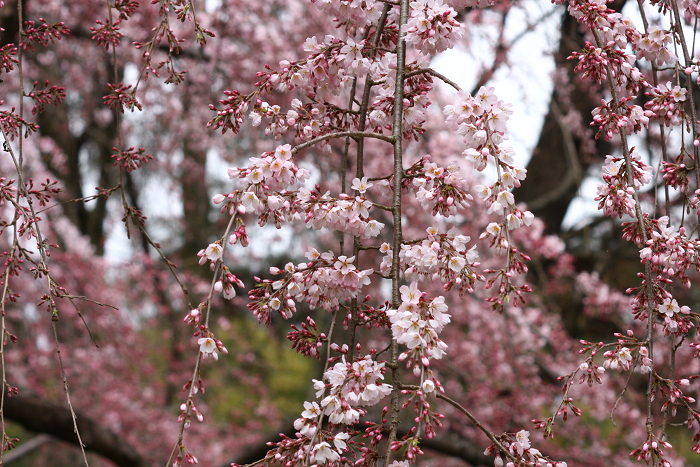 そうだ 京都、行こう。 －2016年桜 京都御所・京都御苑（前編）－ _b0169330_061038.jpg