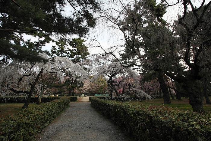 そうだ 京都、行こう。 －2016年桜 京都御所・京都御苑（前編）－ _b0169330_115075.jpg