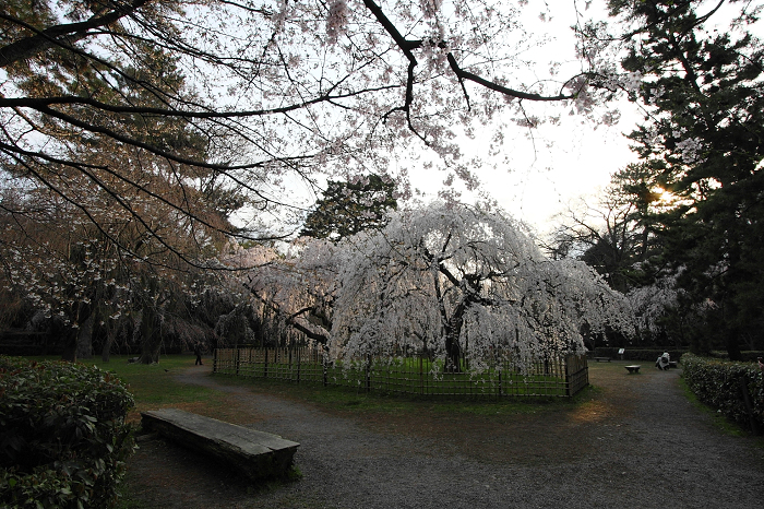 そうだ 京都、行こう。 －2016年桜 京都御所・京都御苑（前編）－ _b0169330_115135.jpg