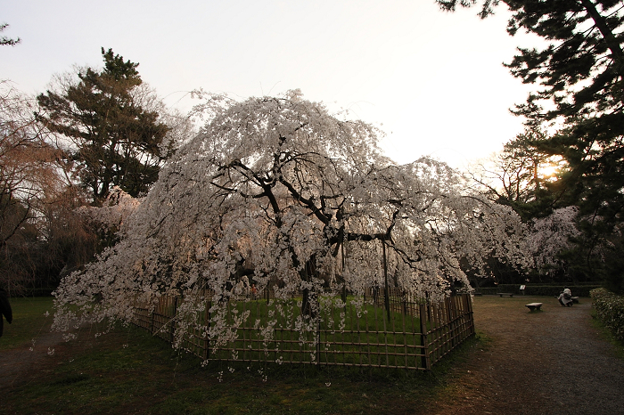 そうだ 京都、行こう。 －2016年桜 京都御所・京都御苑（前編）－ _b0169330_11518100.jpg