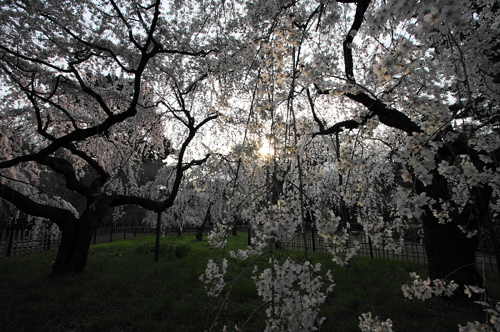 そうだ 京都、行こう。 －2016年桜 京都御所・京都御苑（前編）－ _b0169330_1152258.jpg
