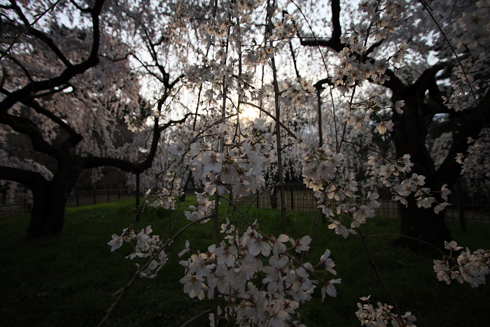 そうだ 京都、行こう。 －2016年桜 京都御所・京都御苑（前編）－ _b0169330_1152736.jpg