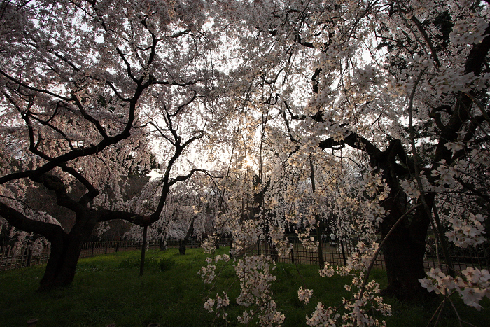 そうだ 京都、行こう。 －2016年桜 京都御所・京都御苑（前編）－ _b0169330_115316.jpg