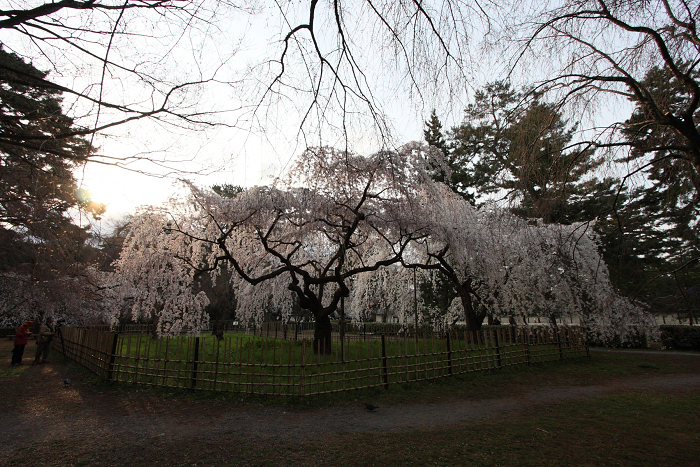 そうだ 京都、行こう。 －2016年桜 京都御所・京都御苑（前編）－ _b0169330_11536100.jpg