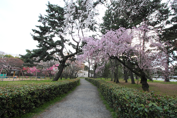 そうだ 京都、行こう。 －2016年桜 京都御所・京都御苑（前編）－ _b0169330_115941.jpg