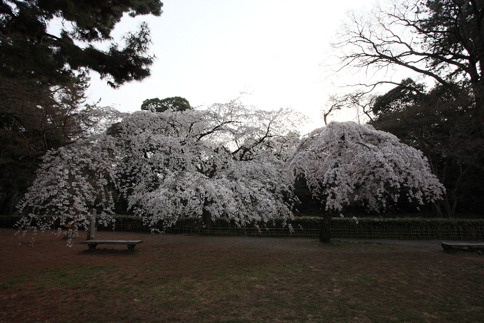 そうだ 京都、行こう。 －2016年桜 京都御所・京都御苑（前編）－ _b0169330_11623.jpg