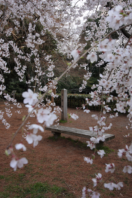 そうだ 京都、行こう。 －2016年桜 京都御所・京都御苑（前編）－ _b0169330_1171927.jpg