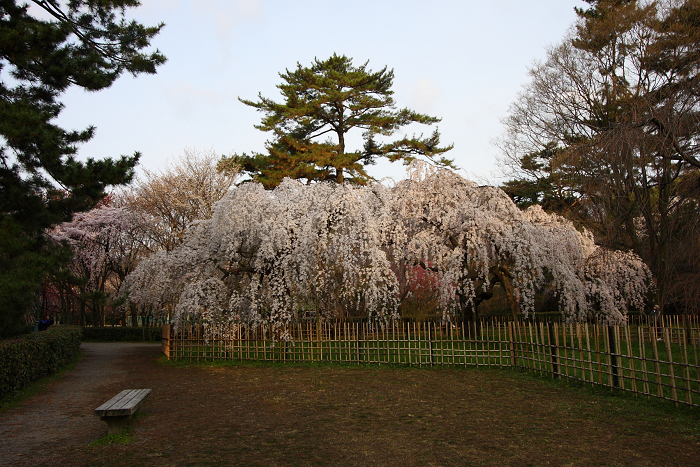 そうだ 京都、行こう。 －2016年桜 京都御所・京都御苑（前編）－ _b0169330_1172644.jpg