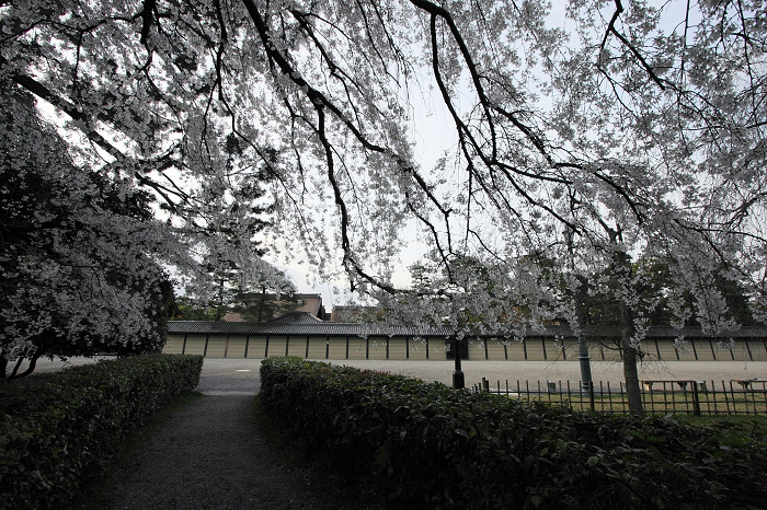 そうだ 京都、行こう。 －2016年桜 京都御所・京都御苑（前編）－ _b0169330_1173768.jpg