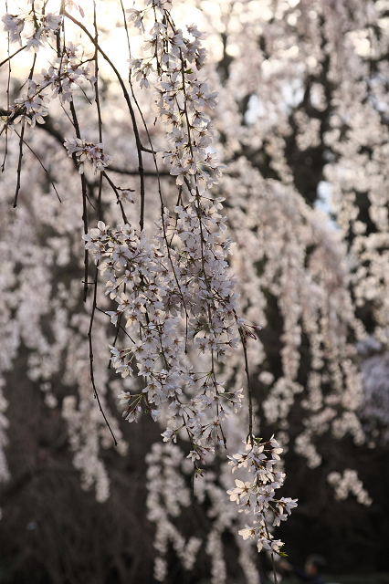 そうだ 京都、行こう。 －2016年桜 京都御所・京都御苑（前編）－ _b0169330_1175232.jpg