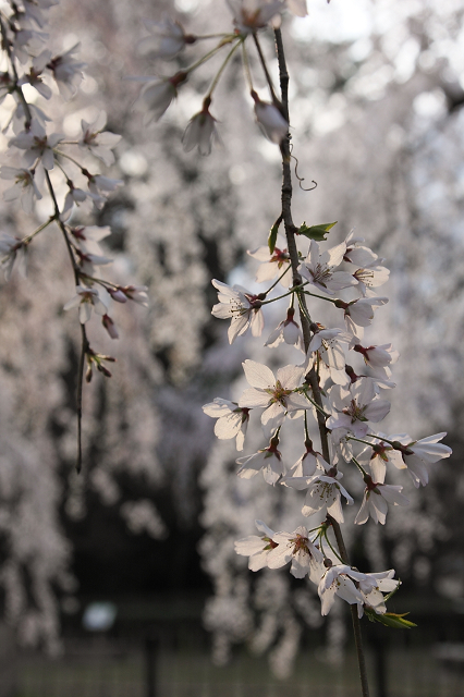 そうだ 京都、行こう。 －2016年桜 京都御所・京都御苑（前編）－ _b0169330_1181186.jpg