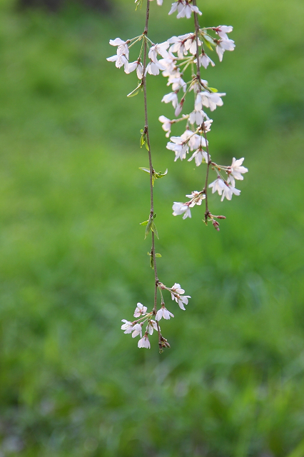 そうだ 京都、行こう。 －2016年桜 京都御所・京都御苑（前編）－ _b0169330_1181877.jpg