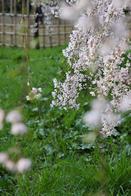そうだ 京都、行こう。 －2016年桜 京都御所・京都御苑（前編）－ _b0169330_1182437.jpg
