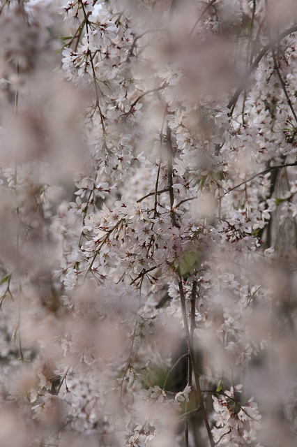 そうだ 京都、行こう。 －2016年桜 京都御所・京都御苑（前編）－ _b0169330_1183028.jpg