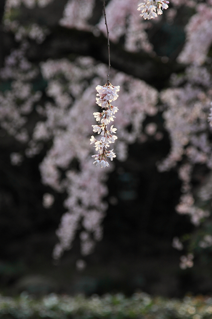 そうだ 京都、行こう。 －2016年桜 京都御所・京都御苑（前編）－ _b0169330_1184480.jpg