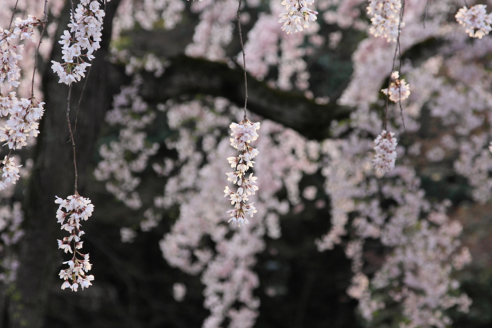そうだ 京都、行こう。 －2016年桜 京都御所・京都御苑（前編）－ _b0169330_1185389.jpg
