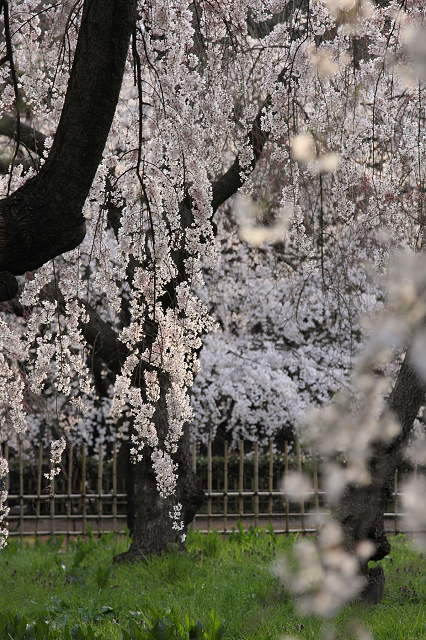 そうだ 京都、行こう。 －2016年桜 京都御所・京都御苑（前編）－ _b0169330_12481424.jpg