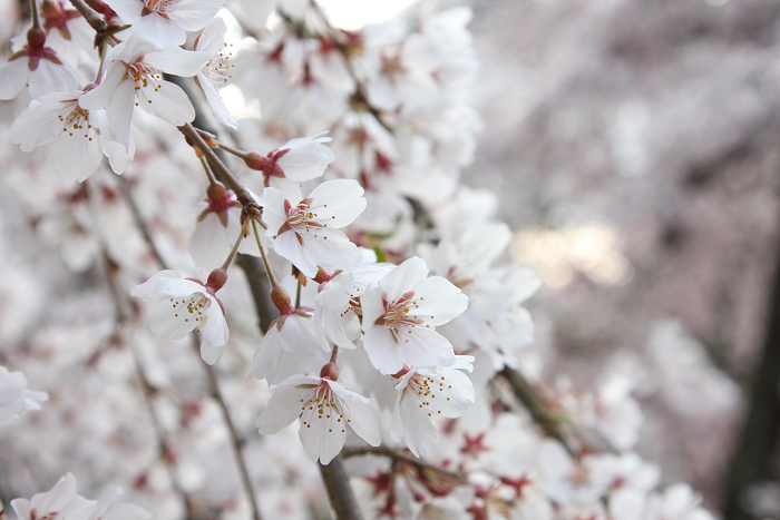 そうだ 京都、行こう。 －2016年桜 京都御所・京都御苑（前編）－ _b0169330_12482076.jpg