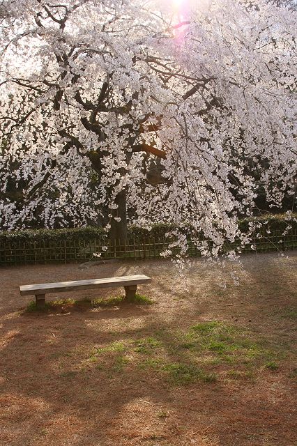 そうだ 京都、行こう。 －2016年桜 京都御所・京都御苑（前編）－ _b0169330_12483692.jpg