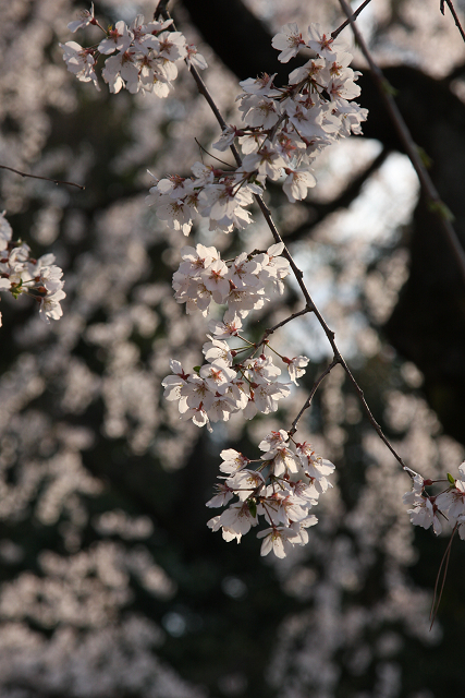 そうだ 京都、行こう。 －2016年桜 京都御所・京都御苑（前編）－ _b0169330_12484351.jpg