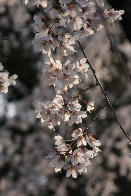 そうだ 京都、行こう。 －2016年桜 京都御所・京都御苑（前編）－ _b0169330_12485048.jpg