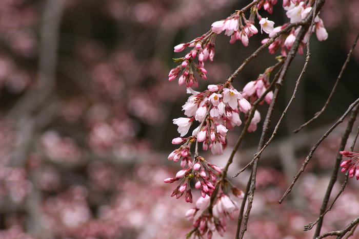 そうだ 京都、行こう。 －2016年桜 京都御所・京都御苑（前編）－ _b0169330_8124983.jpg