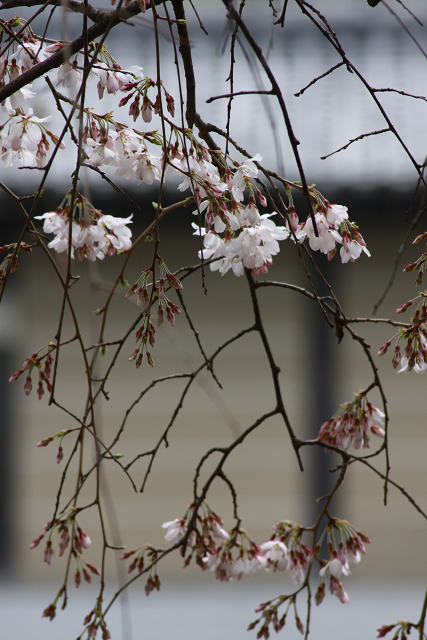 そうだ 京都、行こう。 －2016年桜 京都御所・京都御苑（前編）－ _b0169330_8131121.jpg
