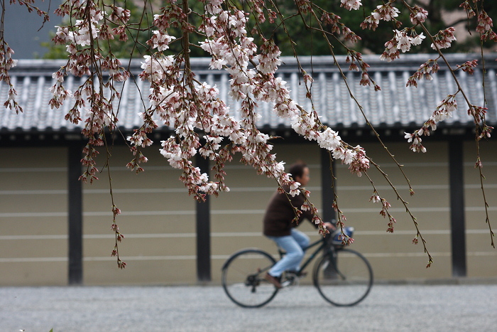 そうだ 京都、行こう。 －2016年桜 京都御所・京都御苑（前編）－ _b0169330_8132322.jpg