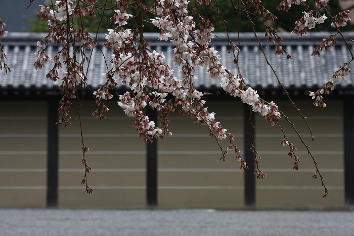 そうだ 京都、行こう。 －2016年桜 京都御所・京都御苑（前編）－ _b0169330_8132864.jpg