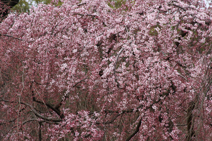 そうだ 京都、行こう。 －2016年桜 京都御所・京都御苑（前編）－ _b0169330_813367.jpg
